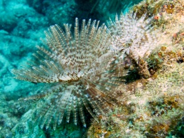 Two Splendid Featherduster IMG 7097